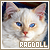  Ragdoll Cats
